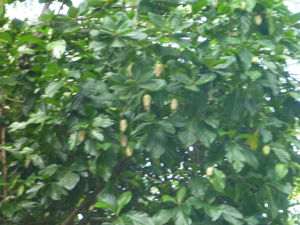P1020754.JPG