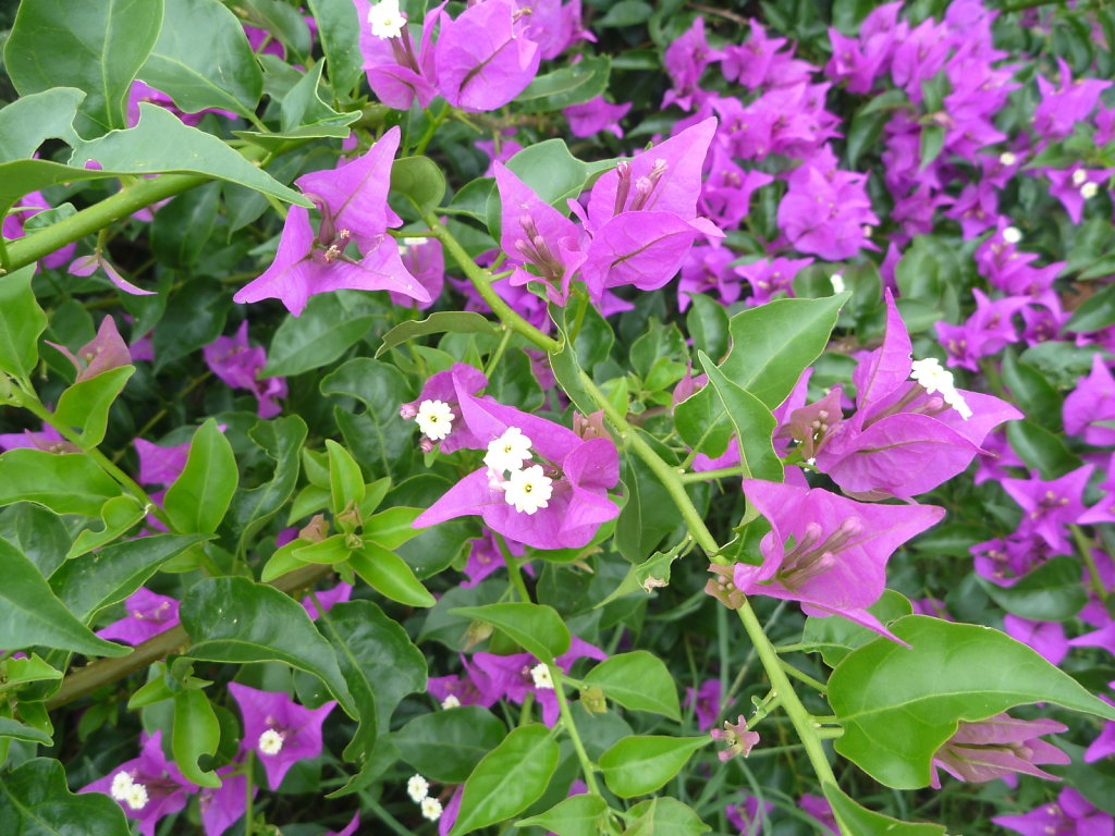 P1020537.JPG