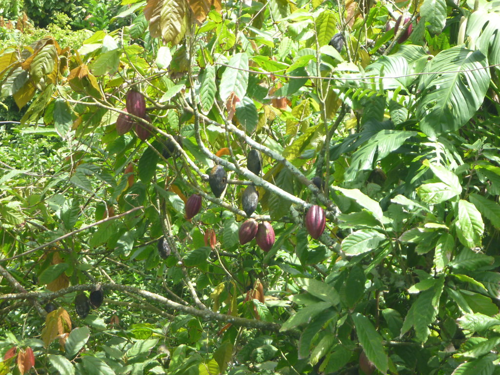 P1020446.JPG